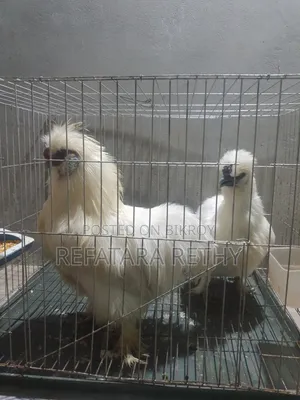 Running Pair of American Silkie Chickens for Sale