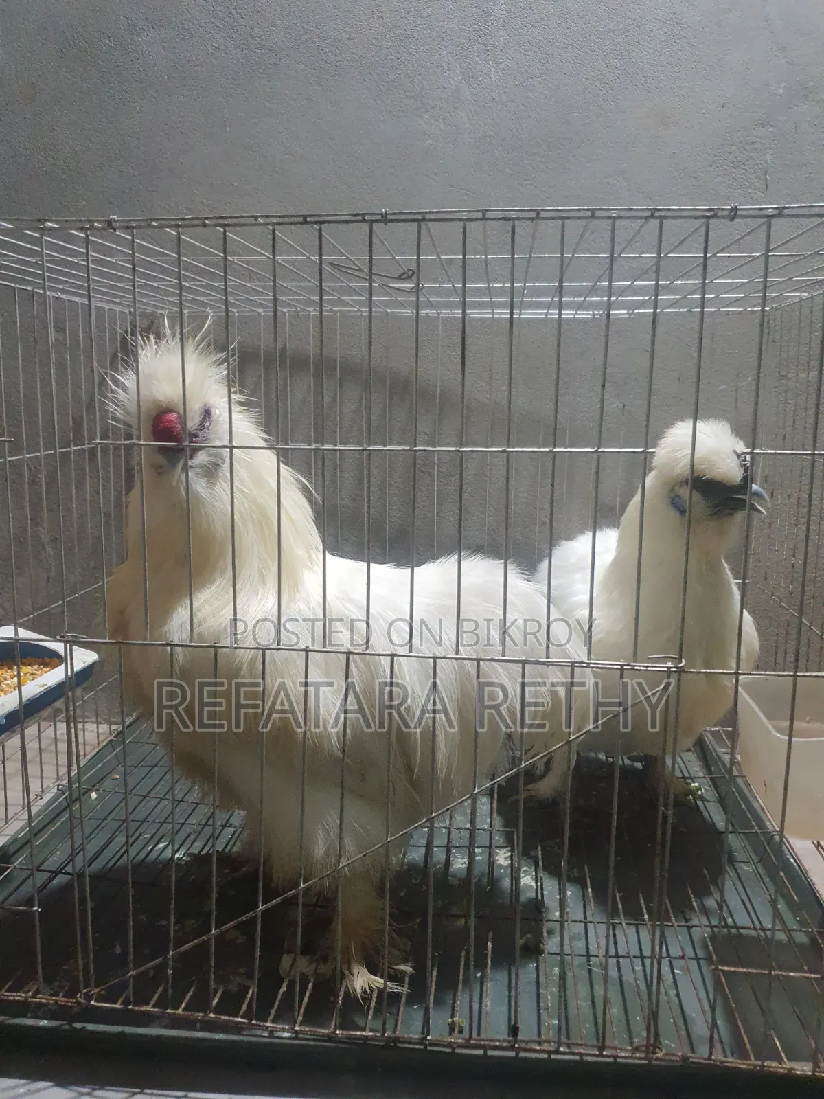 Running Pair of American Silkie Chickens for Sale