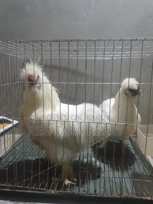 Running Pair of American Silkie Chickens for Sale