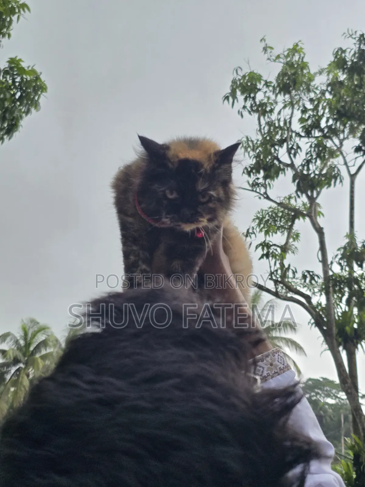 ৩-৬ মাসের পুরুষ পিওরব্রেড পার্সিয়ান