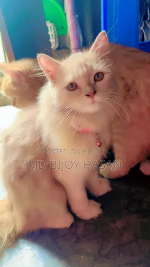 ১+ বছরের নর পিওরব্রেড পার্সিয়ান