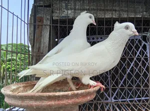 রানিং চুইঠাল চুইনা