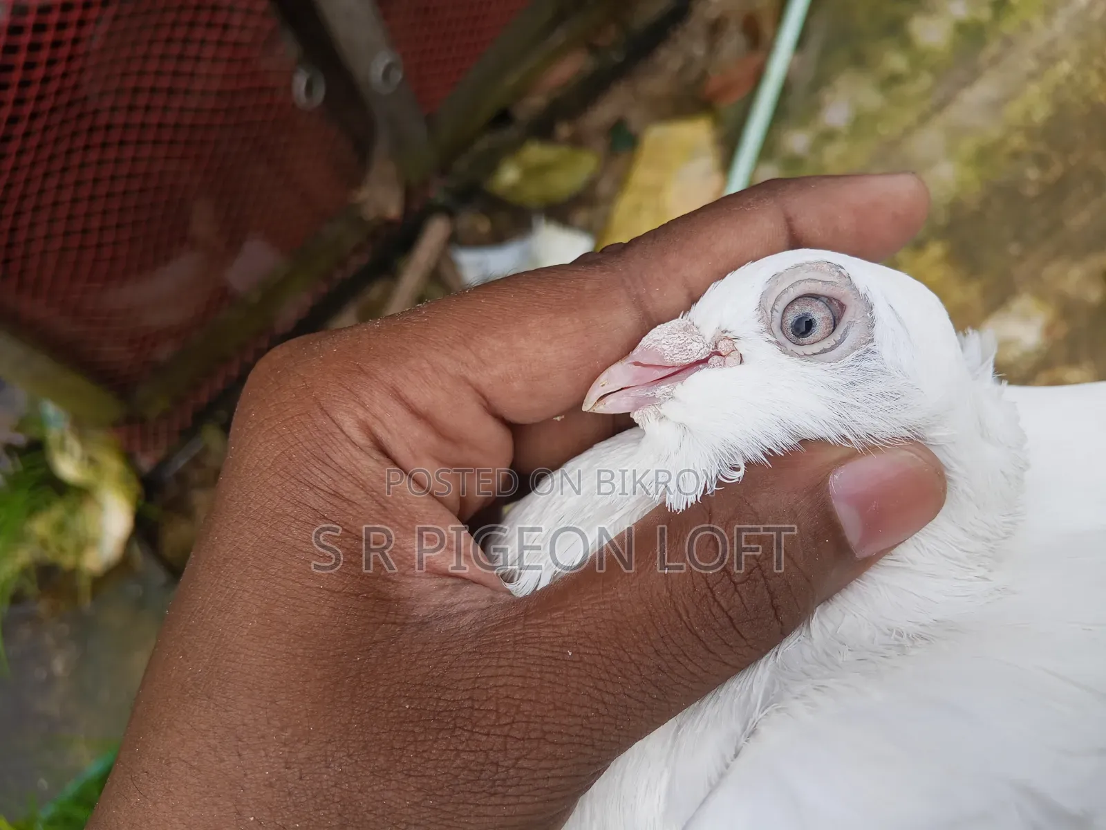Running Chuithal Chuina Pigeon