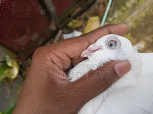 Running Chuithal Chuina Pigeon