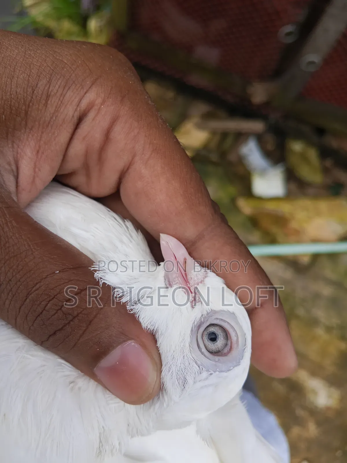 Running Chuithal Chuina Pigeon