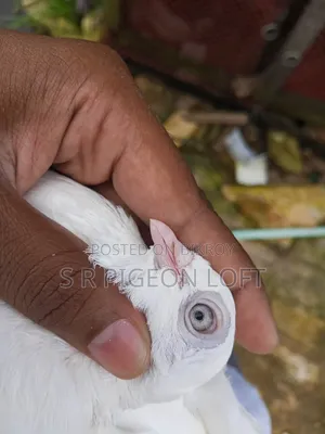 Running Chuithal Chuina Pigeon