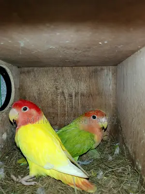 লুটিনো অপ্যালিন লাভবার্ড