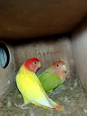 লুটিনো অপালিন লাভবার্ড