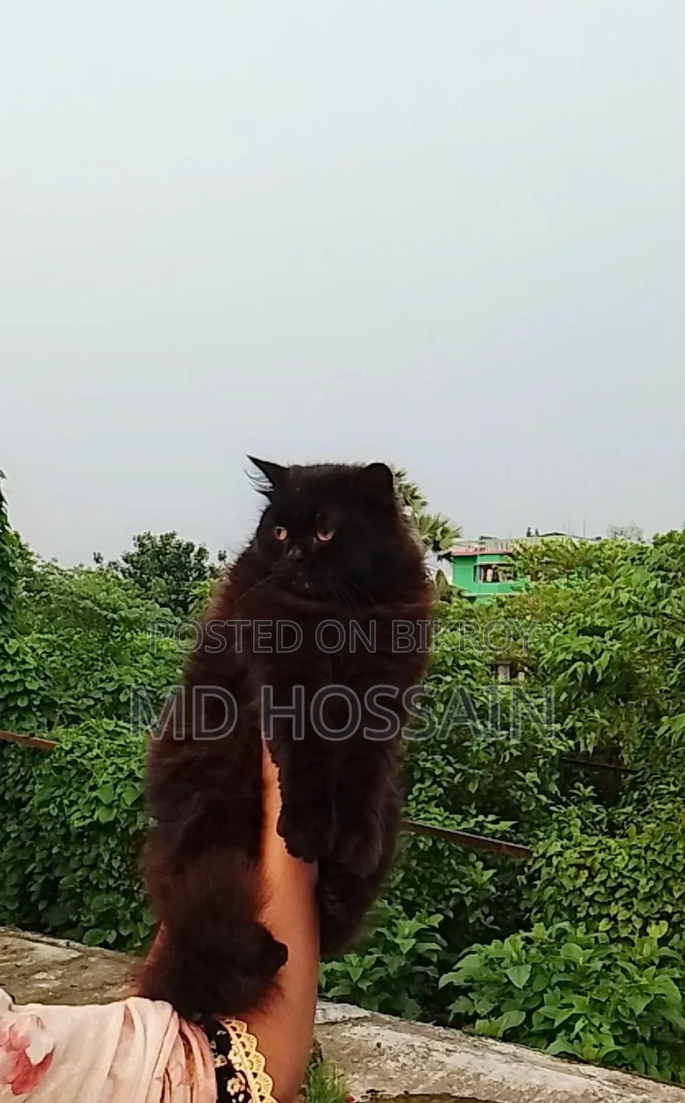 3-6 Months Male Purebred Persian