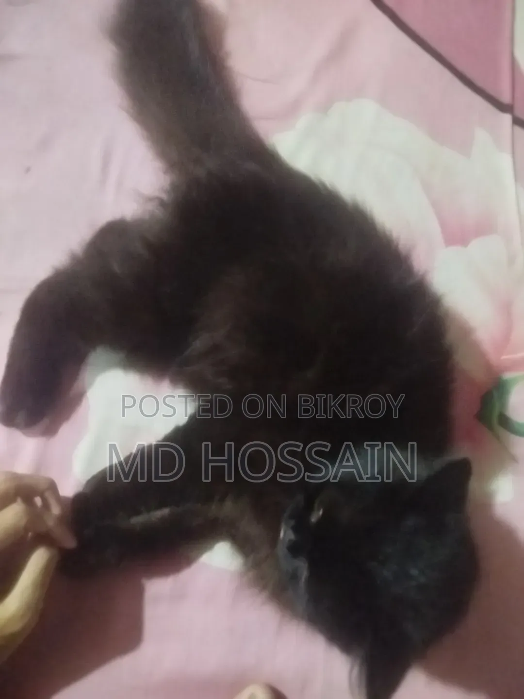 3-6 Months Male Purebred Persian