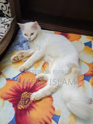 ১+ বছর বয়সী ফিমেল মিক্সড ব্রিড টার্কিশ অ্যাঙ্গোরা