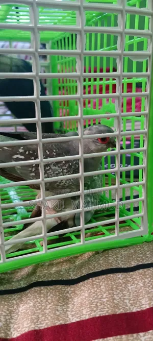 ডায়মন্ড ডাভ ঘুঘু পাখিটি জরুরী বিক্রি হবে।