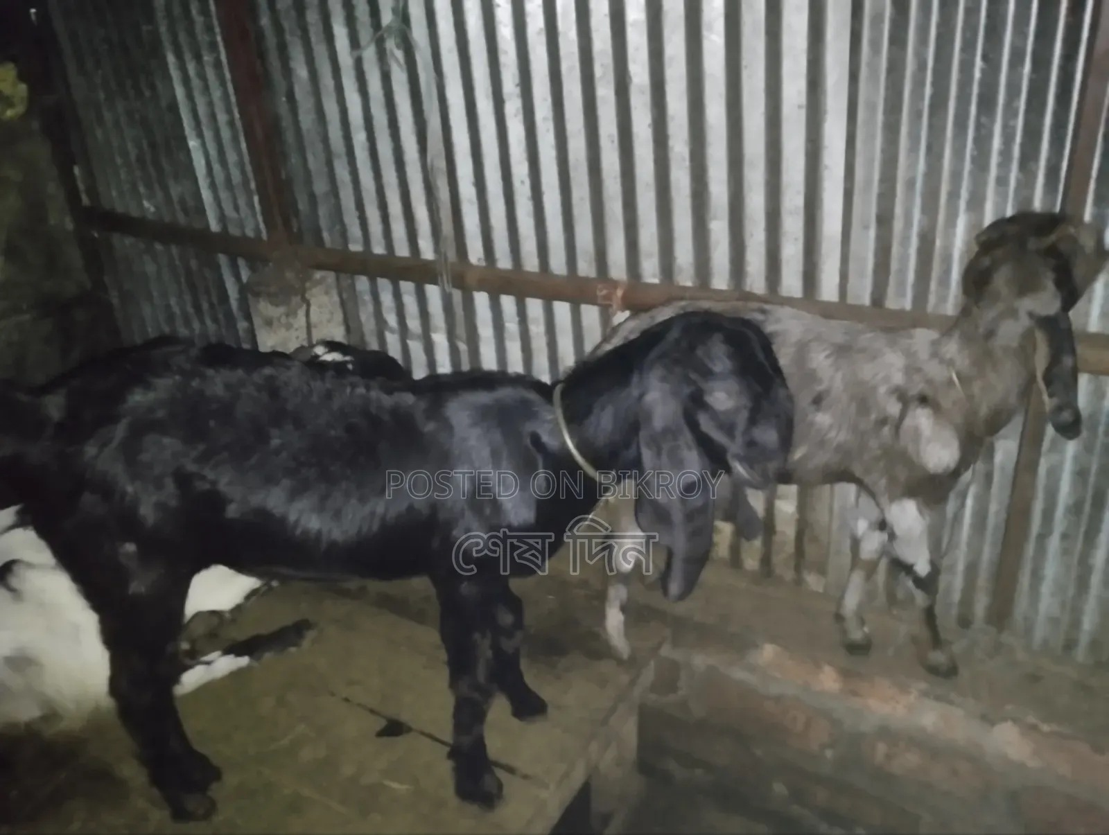 Totapuri and Haryana Goats