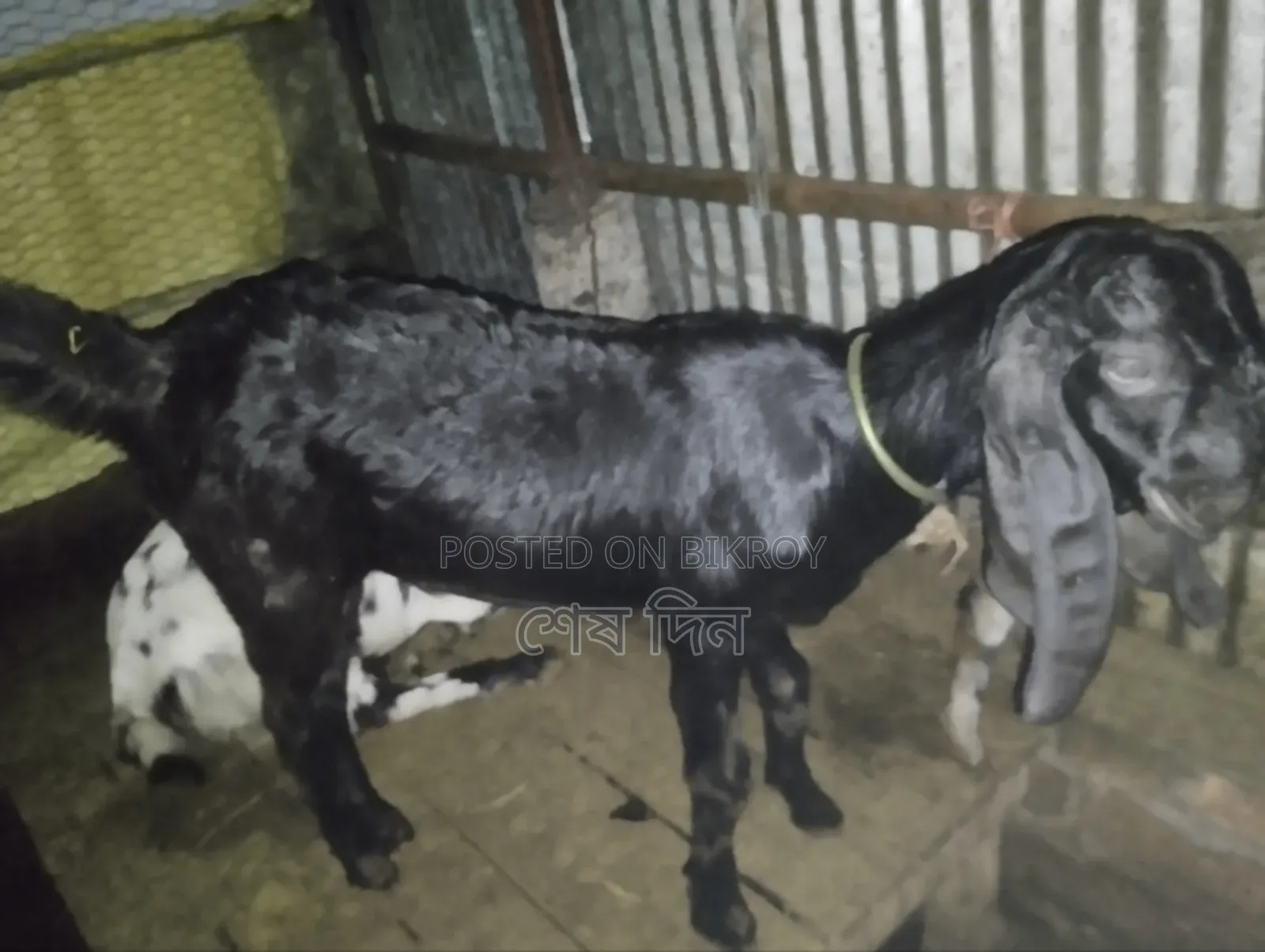 Totapuri and Haryana Goats