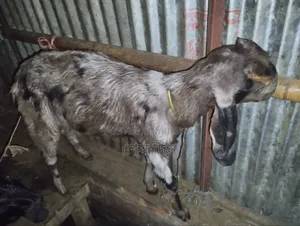 Totapuri and Haryana Goats