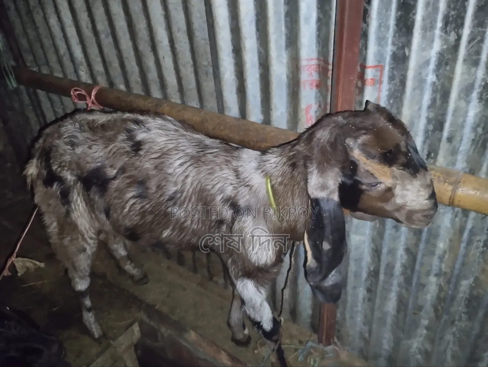 Totapuri and Haryana Goats
