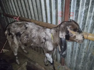 Totapuri and Haryana Goats