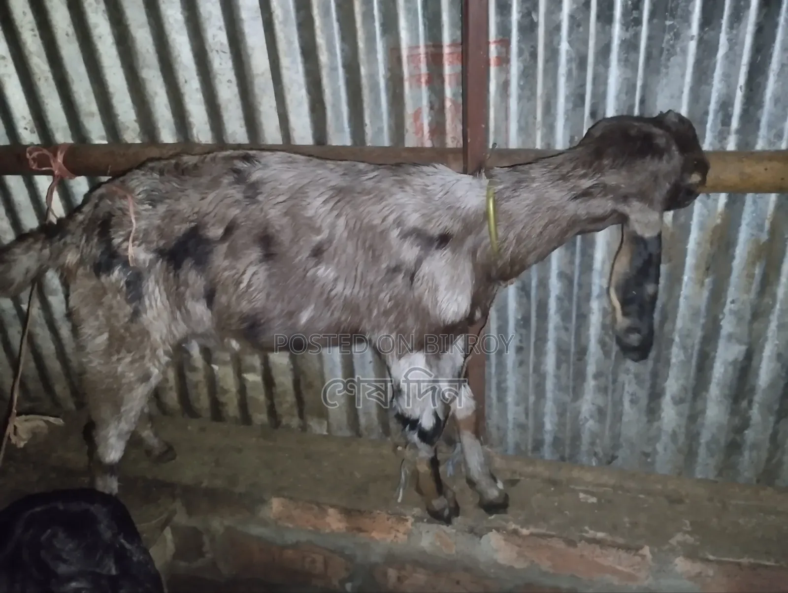 Totapuri and Haryana Goats