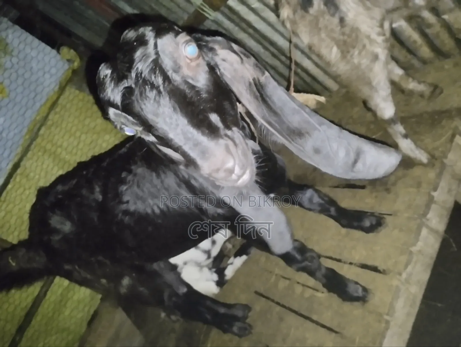 Totapuri and Haryana Goats