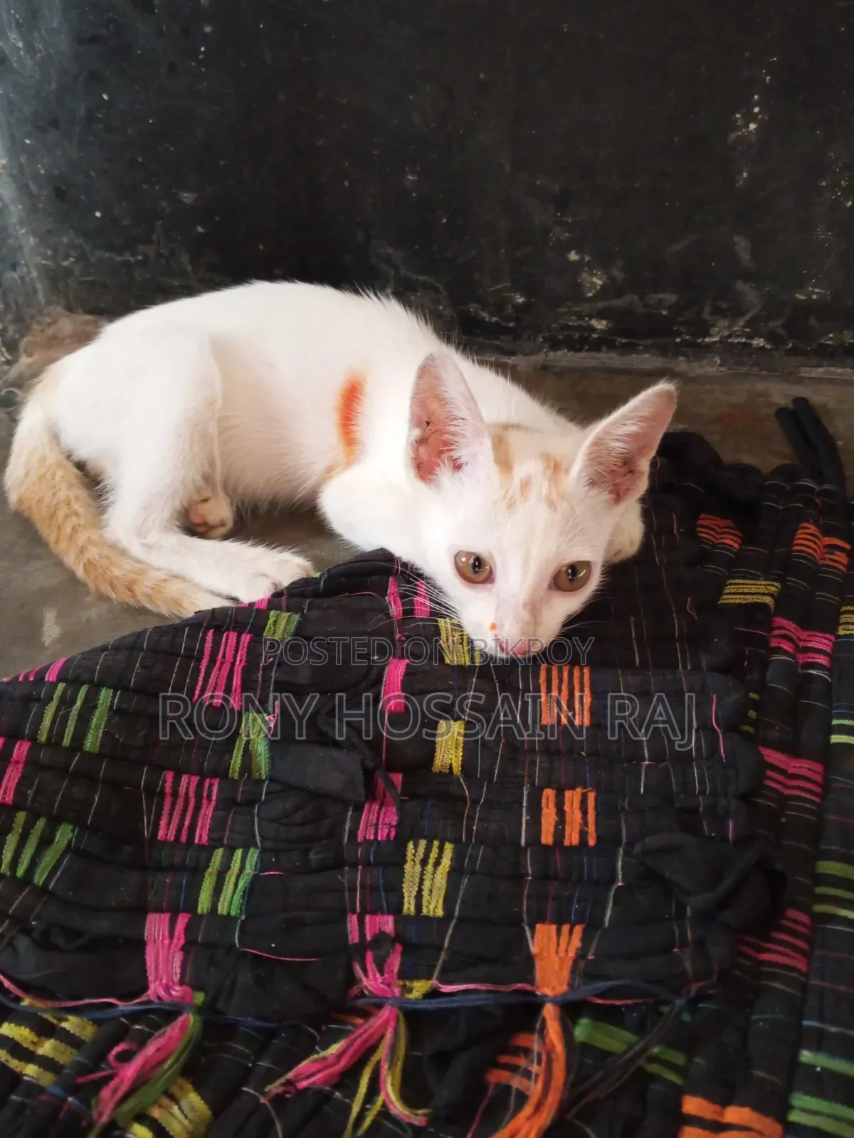1-3 Months Female Mixed Breed Persian