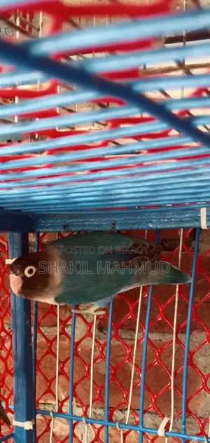ব্লু ফিসার লাভ বার্ড পাখিটি জরুরি বিক্রি হবে।