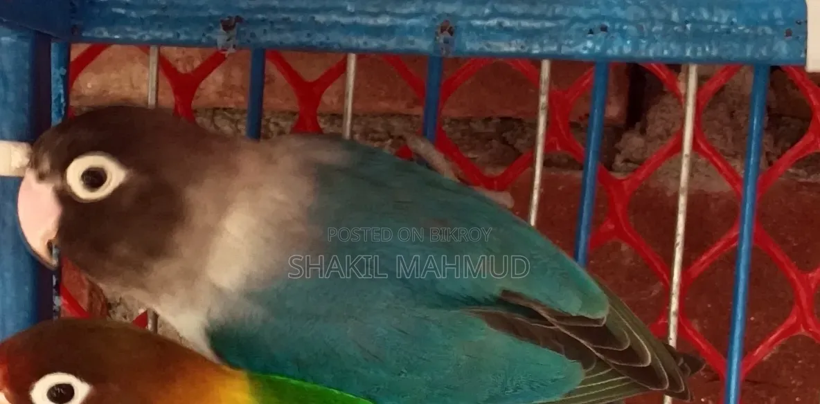 ব্লু ফিসার লাভ বার্ড পাখিটি জরুরি বিক্রি হবে।