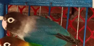 ব্লু ফিসার লাভ বার্ড পাখিটি জরুরি বিক্রি হবে।