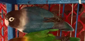 ব্লু ফিসার লাভ বার্ড পাখিটি জরুরি বিক্রি হবে।