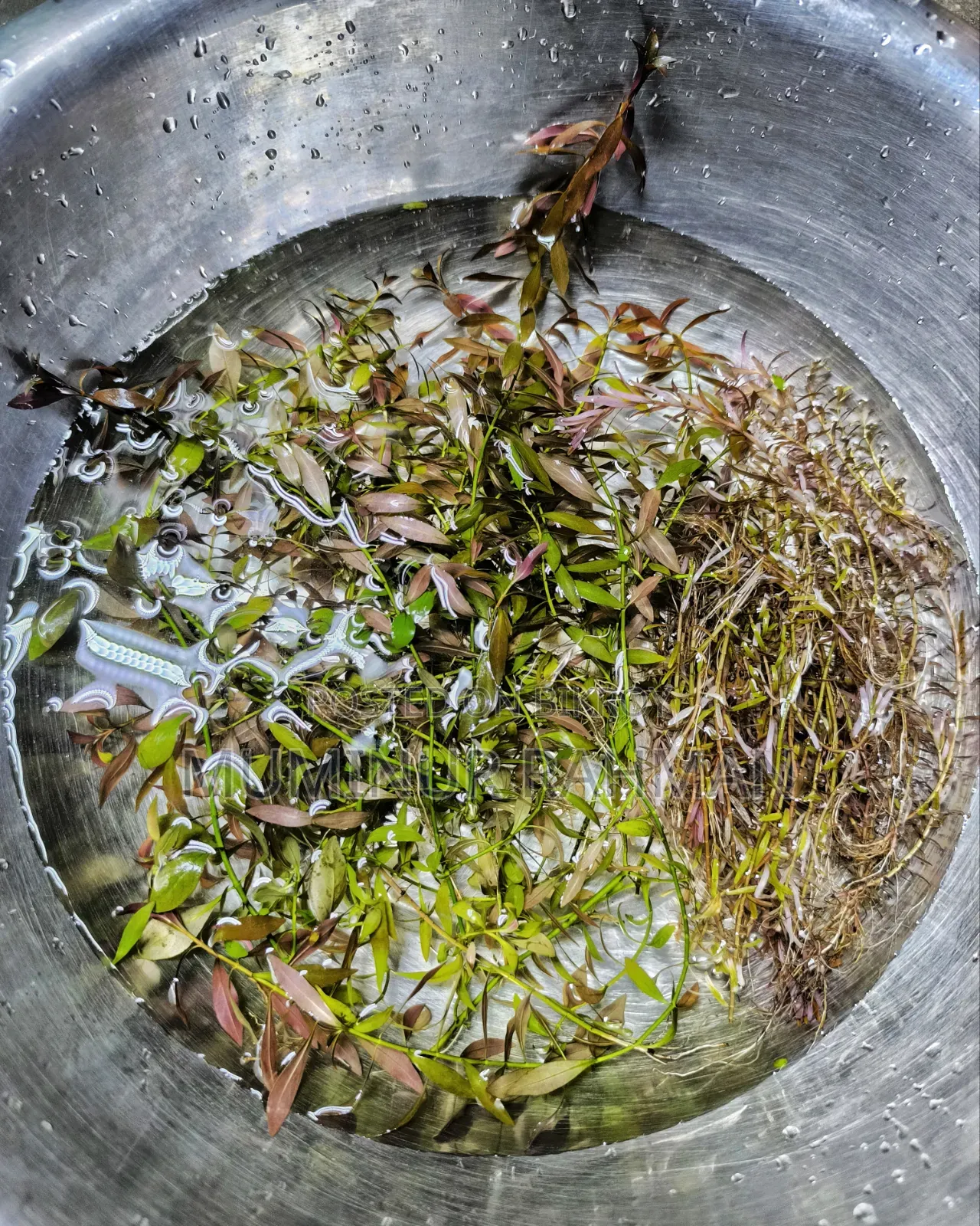 Trimmed Aquarium Plants, 50+ Stems for Only 300 Taka