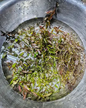 Trimmed Aquarium Plants, 50+ Stems for Only 300 Taka