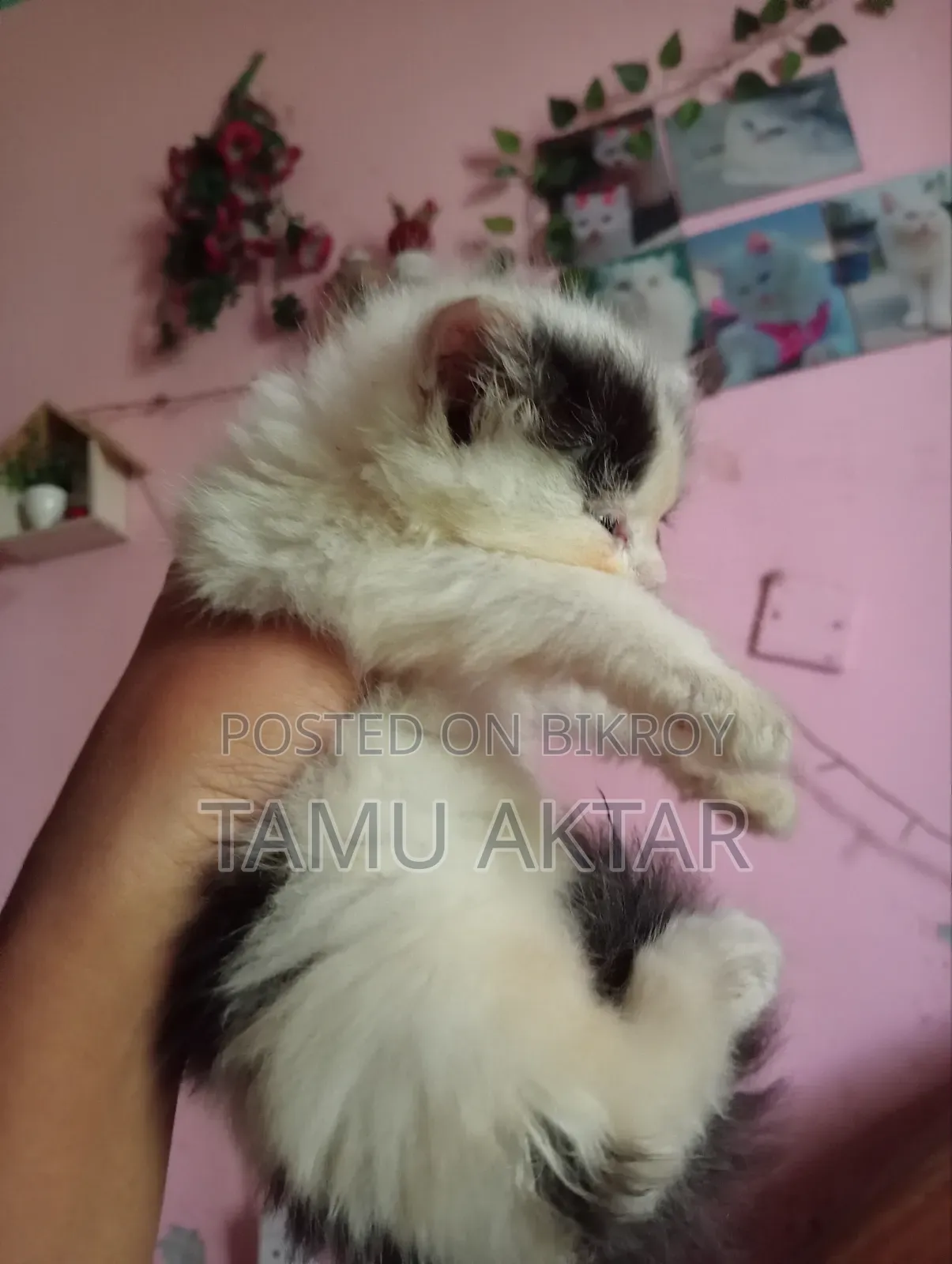 ০-১ মাস বয়সী ফিমেল খাঁটি পার্সিয়ান বিড়াল ছানা
