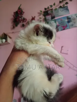 ০-১ মাস বয়সী ফিমেল খাঁটি পার্সিয়ান বিড়াল ছানা