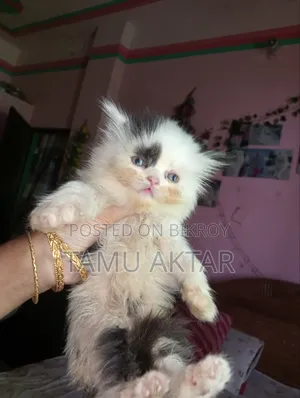 ০-১ মাস বয়সী ফিমেল খাঁটি পার্সিয়ান বিড়াল ছানা