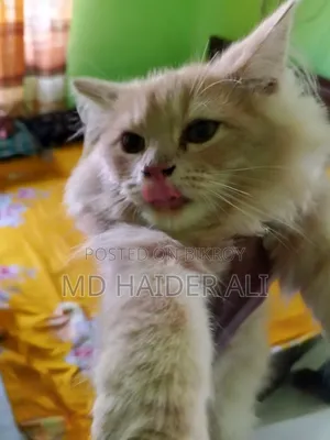 3-6 Months Female Mixed Breed Persian