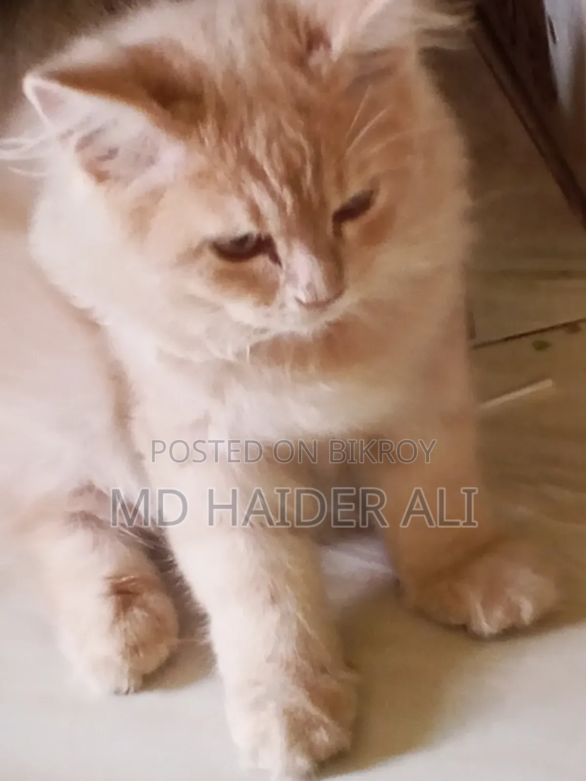 3-6 Months Female Mixed Breed Persian