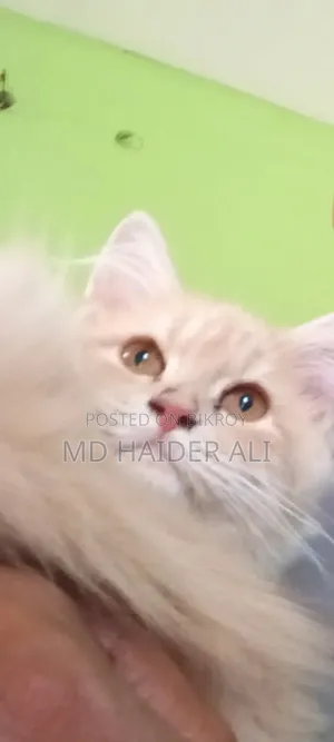3-6 Months Female Mixed Breed Persian