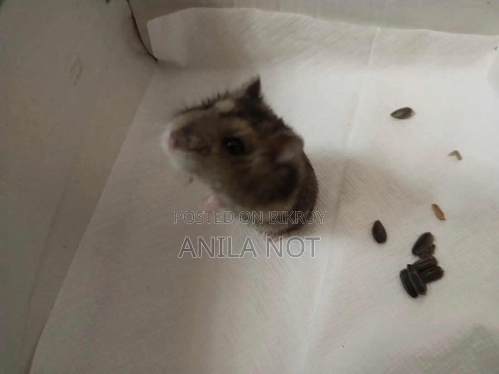 শীতকালীন সাদা হ্যামস্টার বিক্রয়ের জন্য