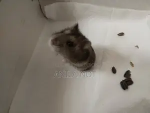 শীতকালীন সাদা হ্যামস্টার বিক্রয়ের জন্য
