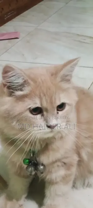 3-6 Months Female Mixed Breed Persian