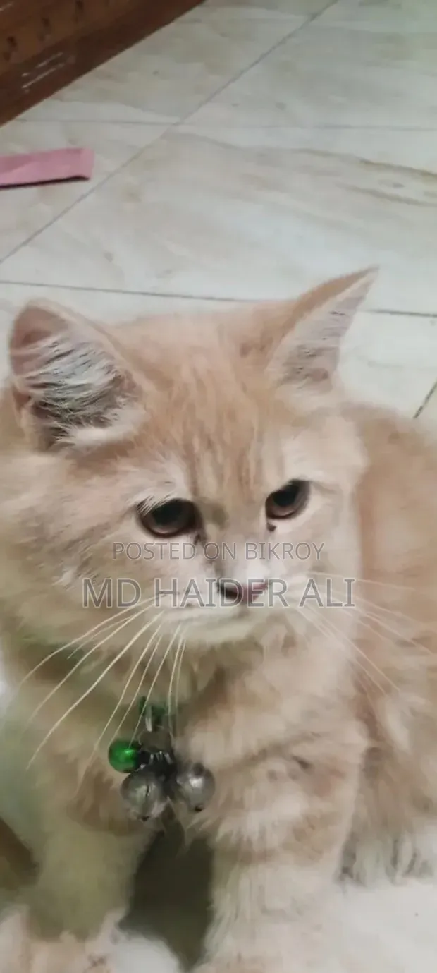 3-6 Months Female Mixed Breed Persian