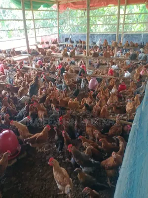 Sonali Classic Chicken