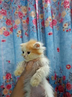 ১-৩ মাসের ফিমেল পিওর ব্রিড পার্সিয়ান বিড়াল