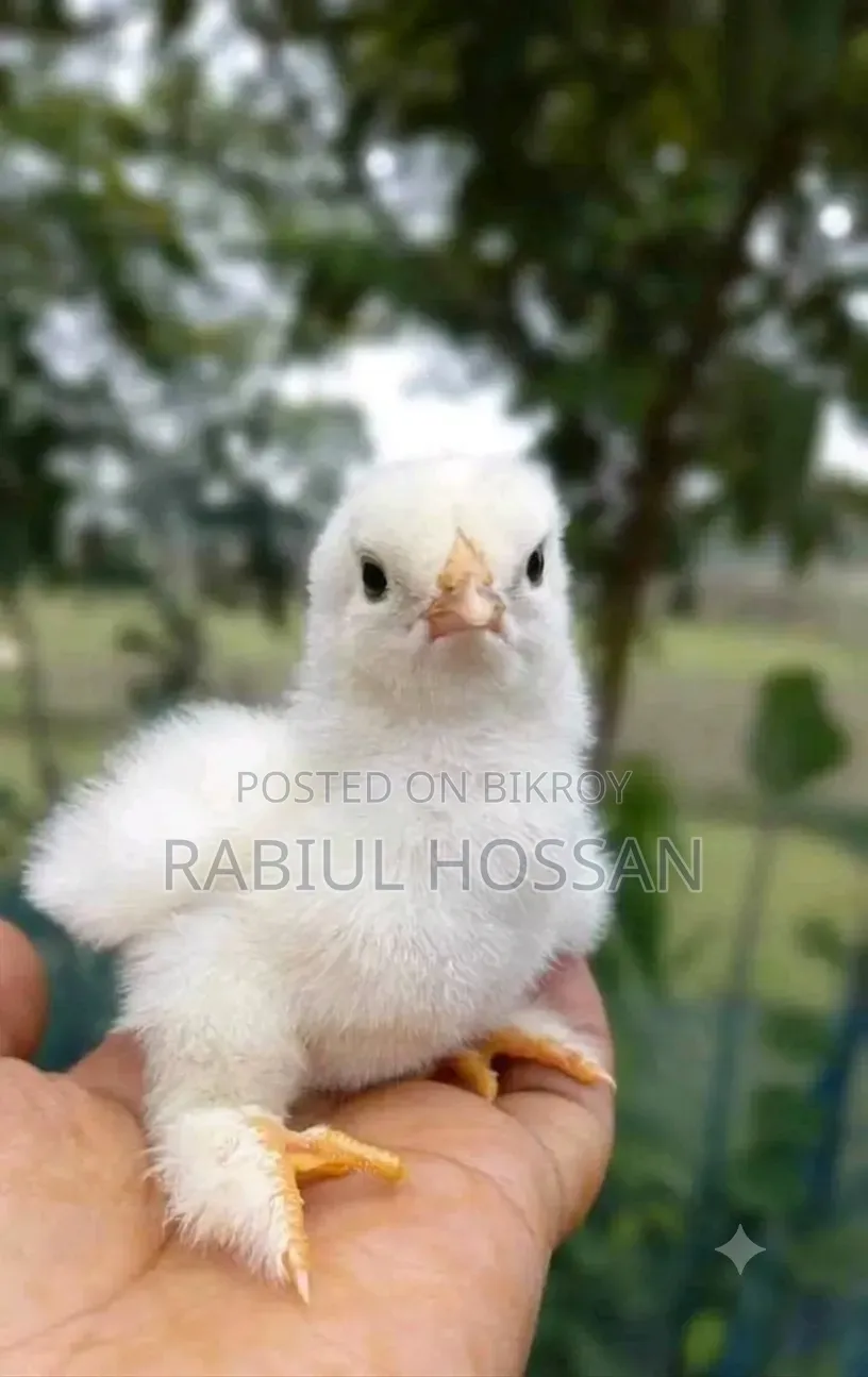 Colombian Light Brahma Chickens