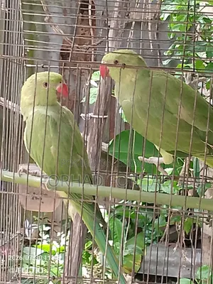Indian Ringneck Parrot