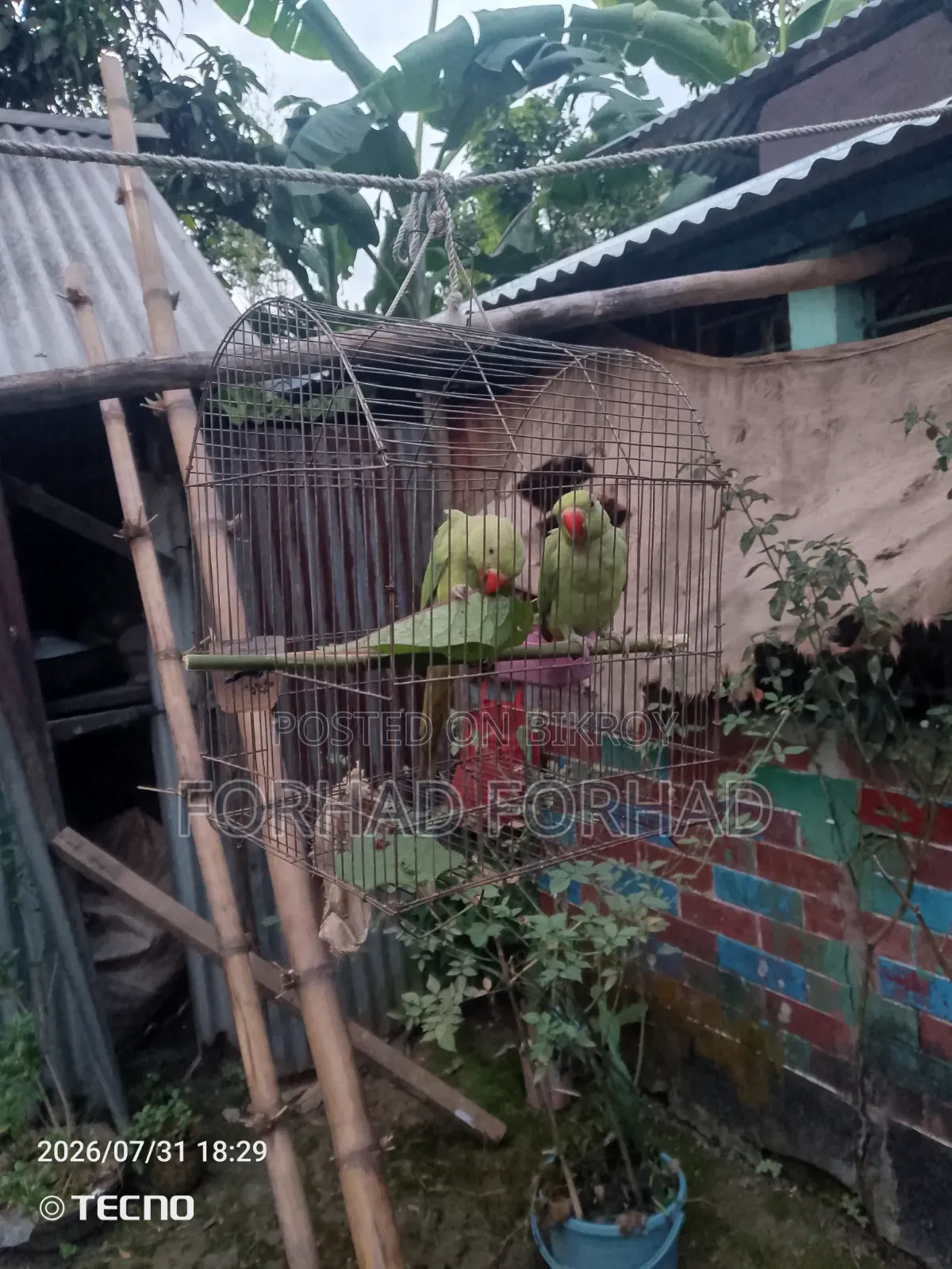 Indian Ringneck Parrot