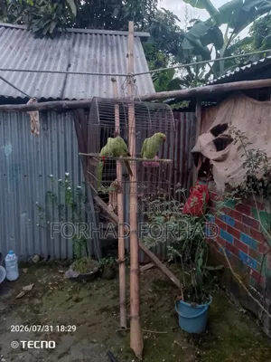 Indian Ringneck Parrot