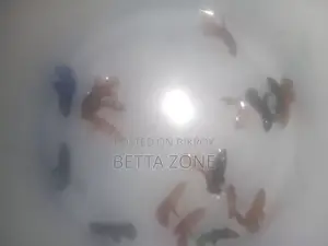 Super Red Fighter Fish Fry