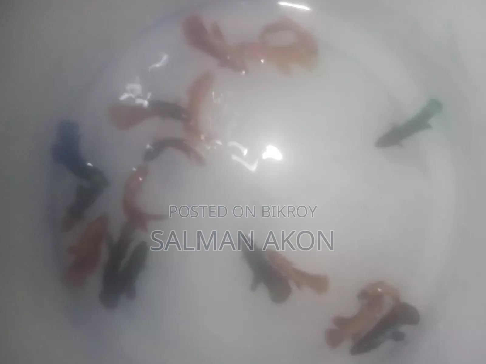 Super Red Fighter Fish Fry