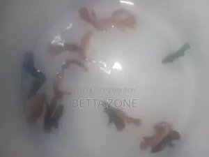 Super Red Fighter Fish Fry