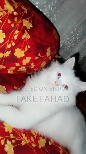 ৬-১২ মাসের পুরুষ বিশুদ্ধ পার্সিয়ান